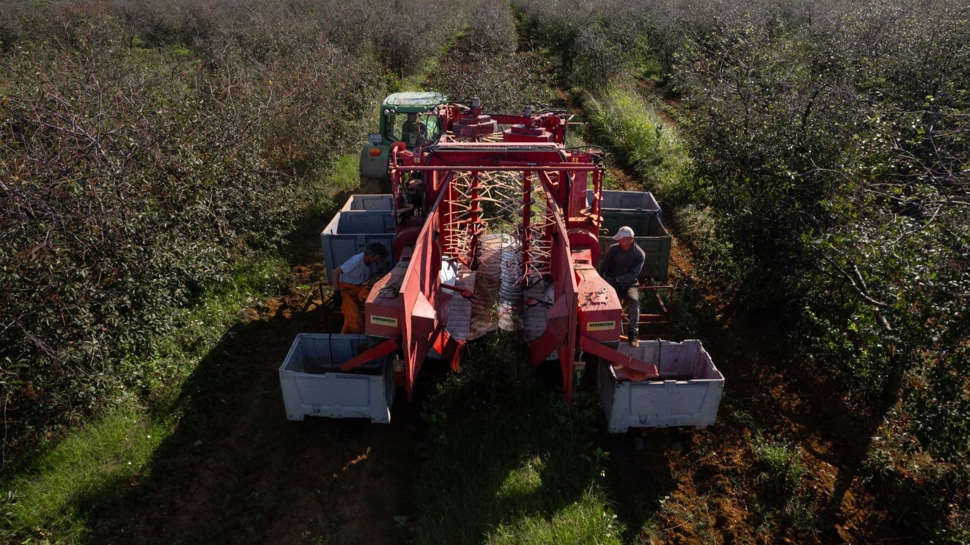 Maraska započela s berbom višnje maraške na plantaži Vlačine